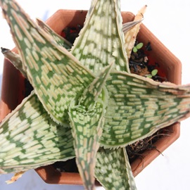 Xm[tCNAAG-Aloe rauhii SNOW FLAKE