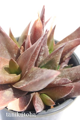 ubN{[CAAG-Echeveria chihuahuensis