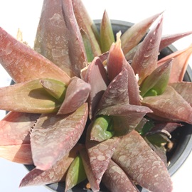 ubN{[CAAG-Echeveria chihuahuensis