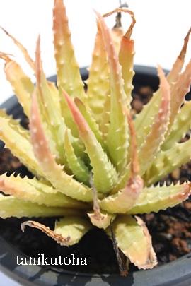 鉤сAĂɂAAG-Aloe humilis