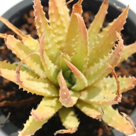鉤сAĂɂAAG-Aloe humilis
