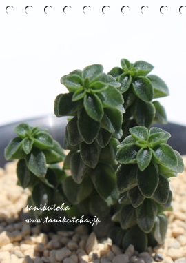 NR,Ȓ,yy~A,yy~AAR̒ʔ,R̈ĕ₵-Peperomia columella,i@ɂƂcuctus and succulents onlineshop from japan-TANIKUTOHA