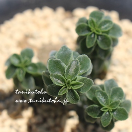 R,Ȓ,yy~A,yy~AAR̒ʔ,R̈ĕ₵-Peperomia columella,i@ɂƂcuctus and succulents onlineshop from japan-TANIKUTOHA