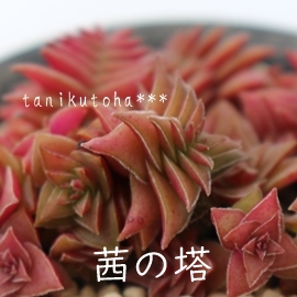  ̓A˂̂ƂANbX-Crassula capitella