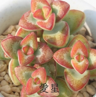 AڂANbX-Crassula rupestris ssp rupestris