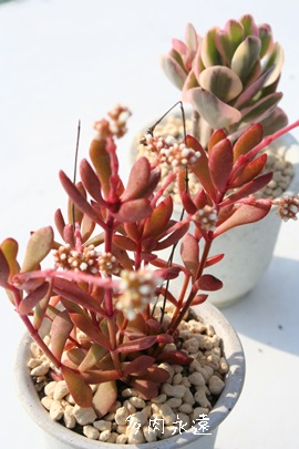 gtAׂɂANbX-Crassula pubescens ssp. radicans