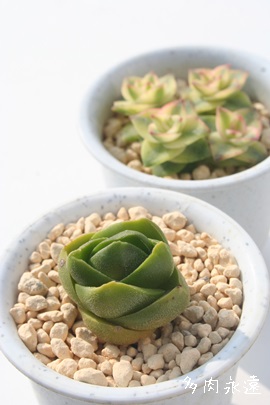 _AꂢANbX-Crassula 'SINREI'