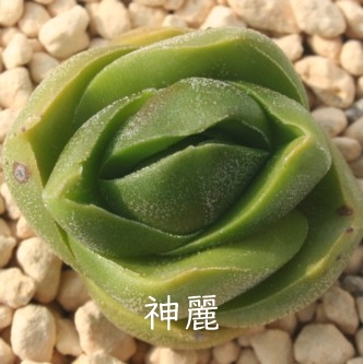 _AꂢANbX-Crassula 'SINREI'