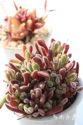 vxPXANbX-Crassula pubenscens