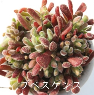 vxPXANbX-Crassula pubenscens