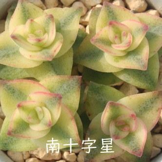  \A݂Ȃ݂イANbX-Crassula perforata var. variegata 