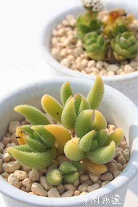 ⑵AZuAgCfXANbX-Crassula mesembrianthoides