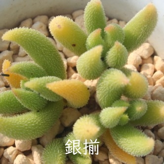 ⑵AZuAgCfXANbX-Crassula mesembrianthoides