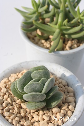 セリセアｖベルチナ クラッスラ属 クラッスラセリセアの通販 クラッスラセリセアの育て方増やし方 Crassula Sericea Var Velutina 多肉永遠 たにくとはcuctus And Succulents Onlineshop From Japan Tanikutoha