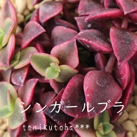 WK[uANbX-Crassula pellcida 'Jinger Rubra'