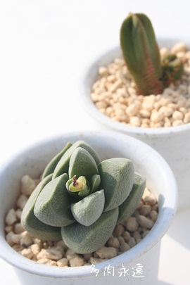 {Eイ傤ANbX-Crassula  'RYUGUJYOU'