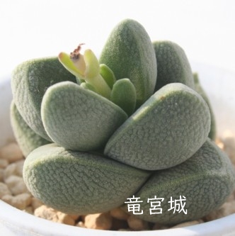  {Eイ傤ANbX-Crassula  'RYUGUJYOU'