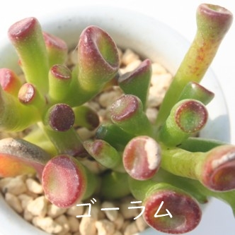 S[ANbX-Crassula ovata 'Gollum'