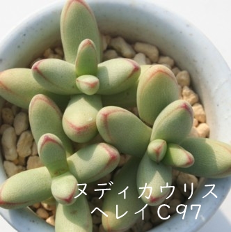 kfBJEXwCbXVANbX-Crassula nudicaulis var. herrei, C97