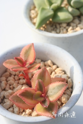 Tg[TANbX-Crassula sarmentosa