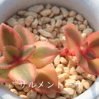 Tg[TANbX-Crassula sarmentosa