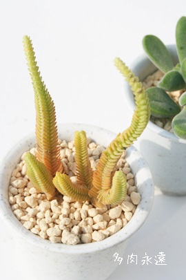 AイANbX-Crassula muscosa