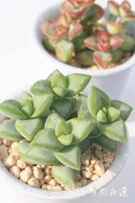 ,ڂA͂ANbX-Crassula  'SIROBOSI'