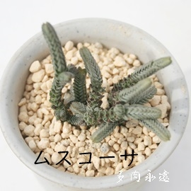 XR[TANbX-Crassula muscosa