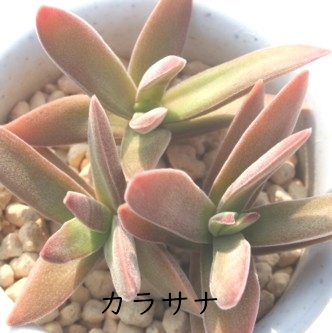 JTiANbX-Crassula karasana