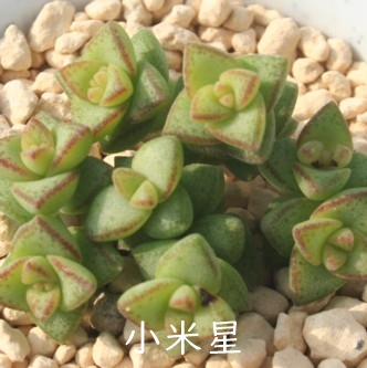 ĐA܂ڂA͂ANbX-Crassula 'KOMAIBOSI'