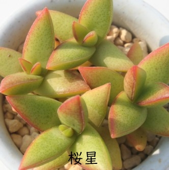 AڂANbX-Crassula 'SAKURABOSI'