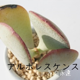 A{XPXANbX-Crassula arborescens