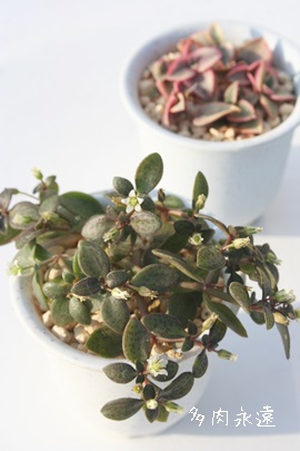  {PV[ANbX-Crassula volkensii