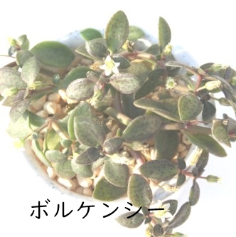  {PV[ANbX-Crassula volkensii