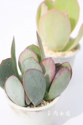 u[o[hANbX-Crassula  ovata cv Blue Bird