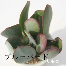 u[o[hANbX-Crassula  ovata cv Blue Bird