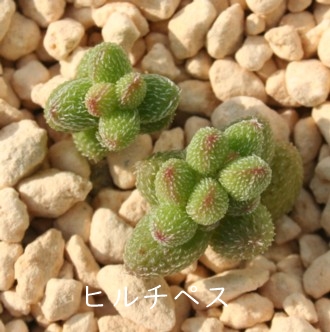 q`yXANbX-Crassula hirtipes, Jakkalskoppie