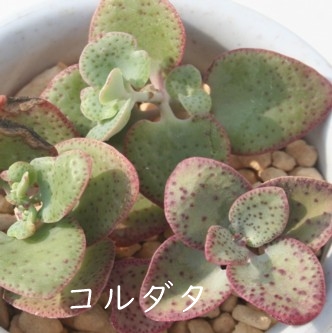 R_^ANbX-Crassula cordata