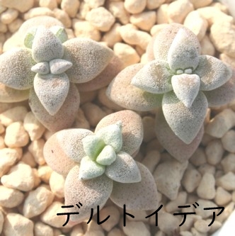  fgCfAANbX-Crassula deltoidea