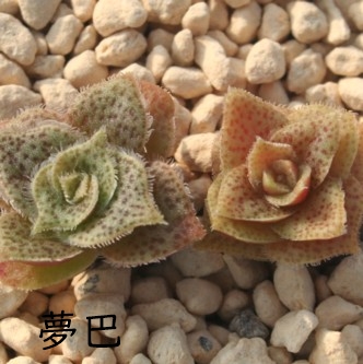 bA߂ǂANbX-Crassula pseudohemisphaerica