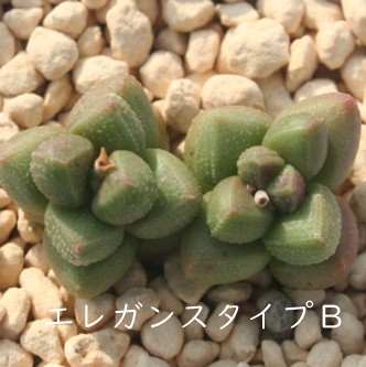 GKX^CvaANbX-Crassula elegans type B