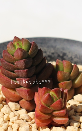 AグށANbX-Crassula marchandii