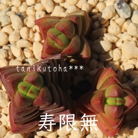 AグށANbX-Crassula marchandii