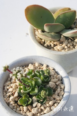 XUiGANbX-Crassula susannae