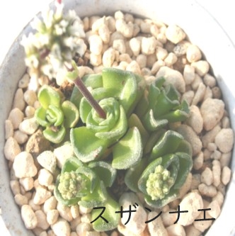 XUiGANbX-Crassula susannae