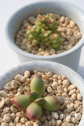 kfBJEXwCC95ANbX-Crassula nudicaulis var. herrei C95