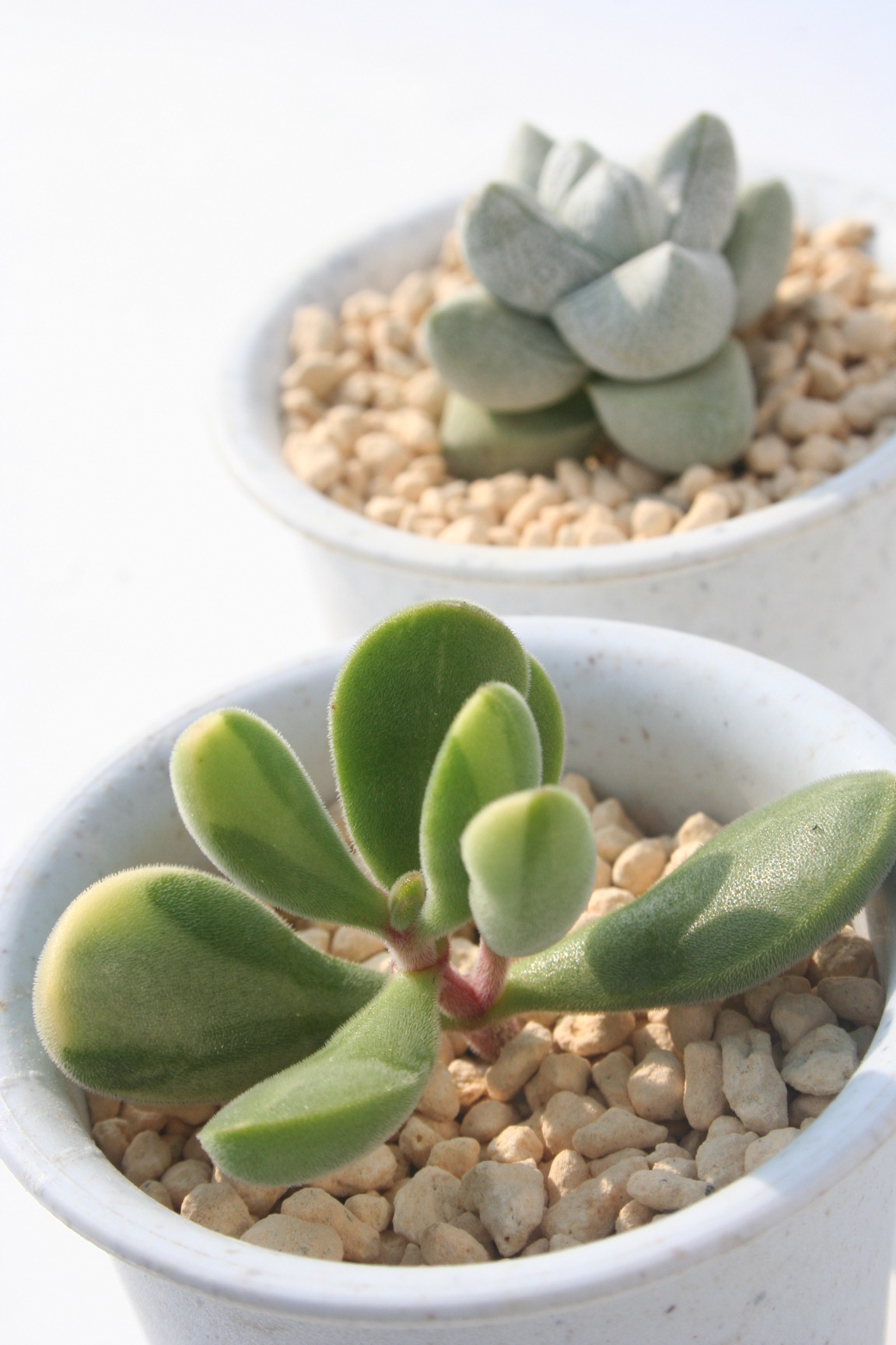 QV[сA낰邵[ɂANbX-Crassula rogersii f variegata