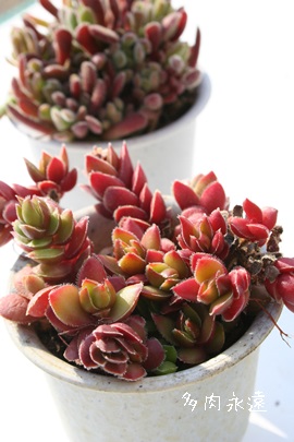 fCrbhAfrbhANbX-Crassula cv David