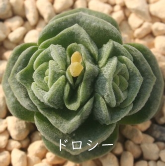 hV[ANbX-Crassula cv Drothy