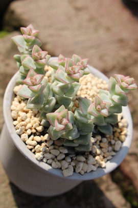 pXeANbX-Crassula 'Pastel'